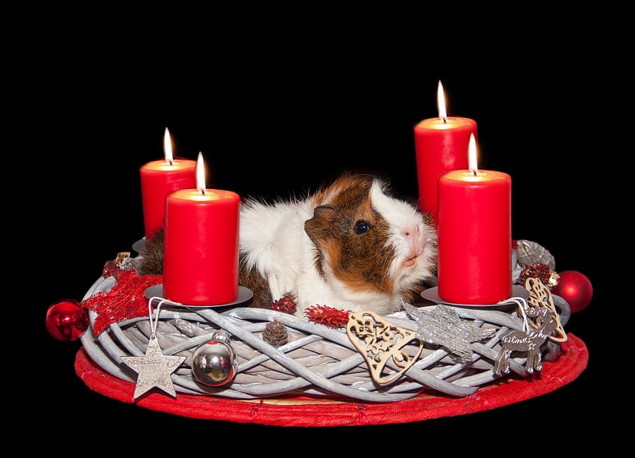 white, brown, hamster, wicker basket, four, red, candles, Guinea Pig, Advent Wreath, Christmas