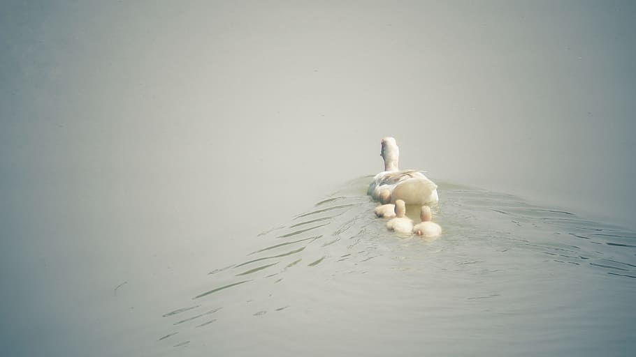 blanco, pato, tres, patito, cuerpo, agua, durante el día, pato blanco, cuerpo de agua, padres