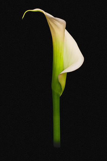 Fotos flor de cala libres de regalías | Pxfuel