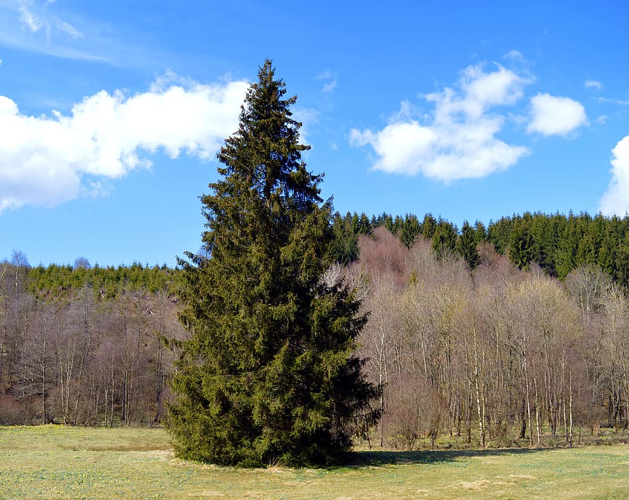 Spruce, Conifer, Forest, Nature, Tree, pine cones, tap, green, spring, conifers