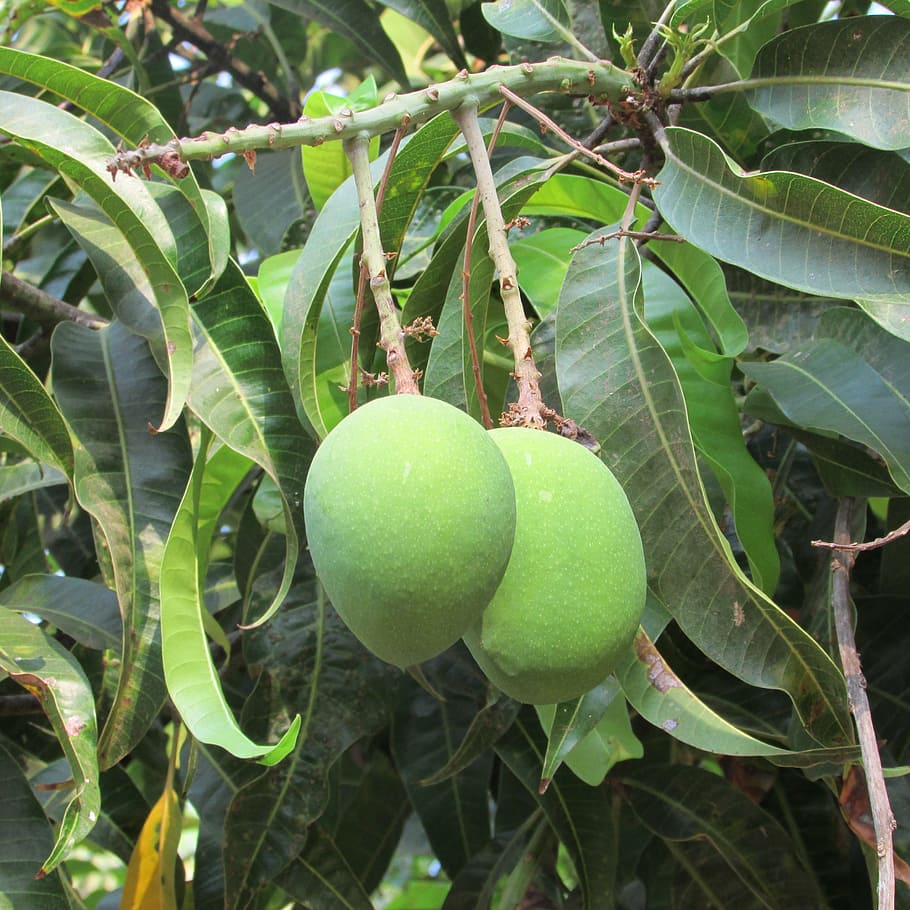 mangos, mango tree, fruits, green, dharwad, india, green color, food, fruit, healthy eating