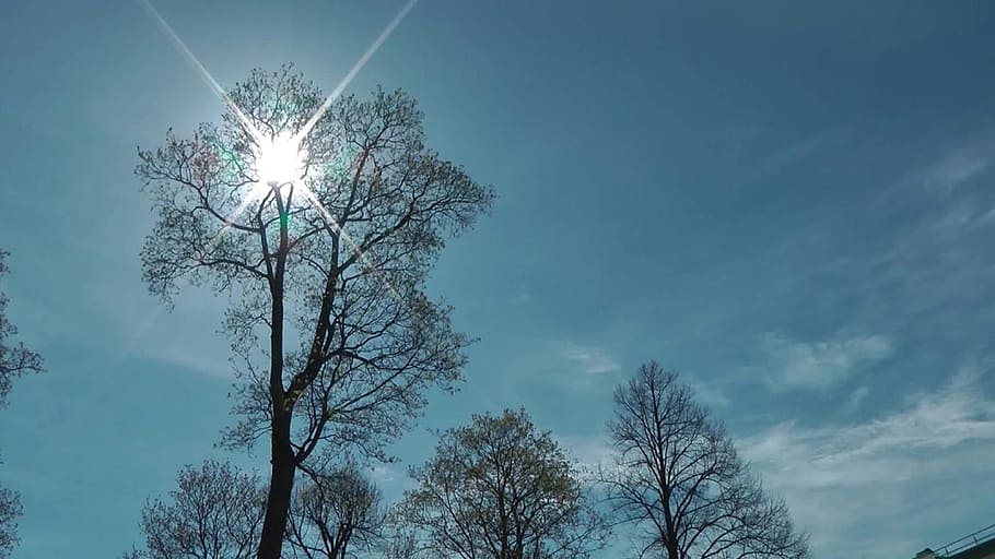 Sonne, Baum, leafless, tree, sky, plant, low angle view, cloud - sky, nature, beauty in nature