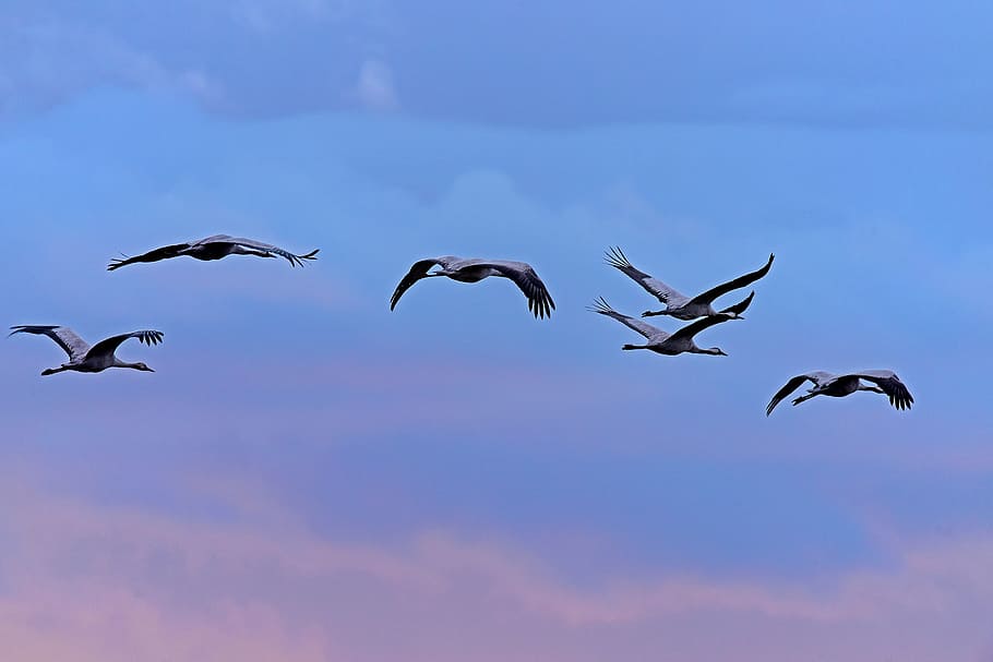 cranes, birds, roosting flight, blue hour, migratory birds, sunset, animal themes, animals in the wild, flying, group of animals