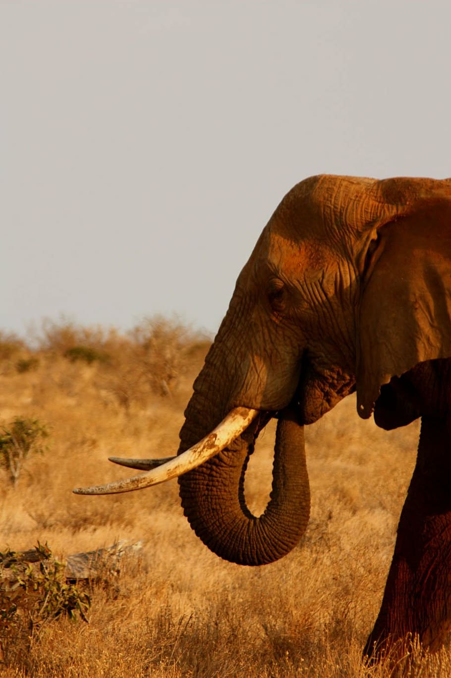 elephant, animal, family, wild, mammal, safari, africa, trip, kenya, adventure