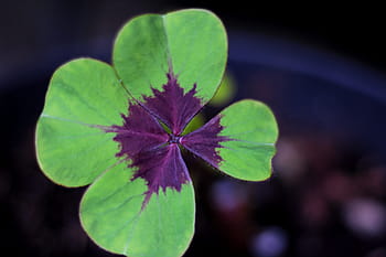 oxalis deppei iron cross 4 leaf clover luck green symbolic shape royalty free thumbnail
