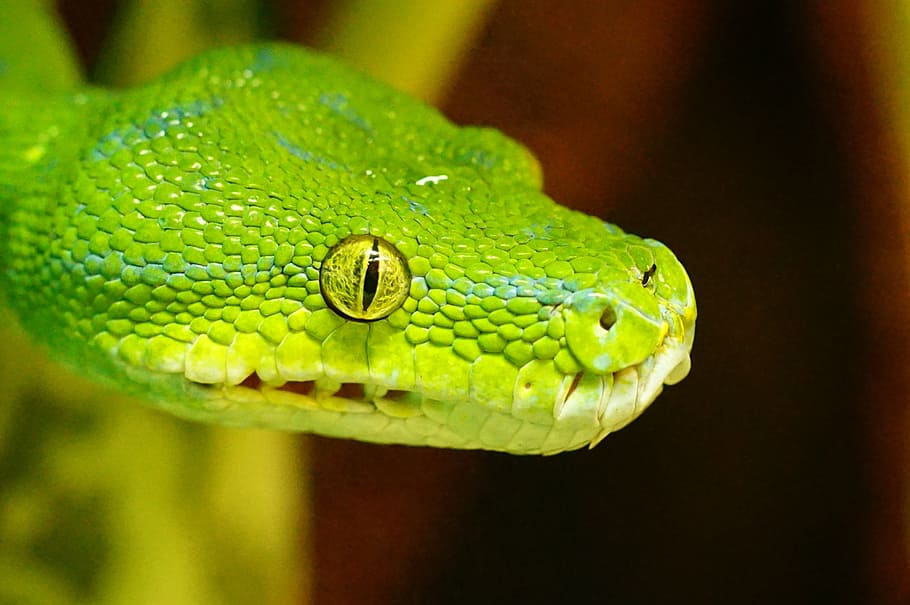 superficial, fotografia de foco, verde, cobra, python verde da árvore, não tóxico, cabeça de cobra, réptil, natureza, vida selvagem