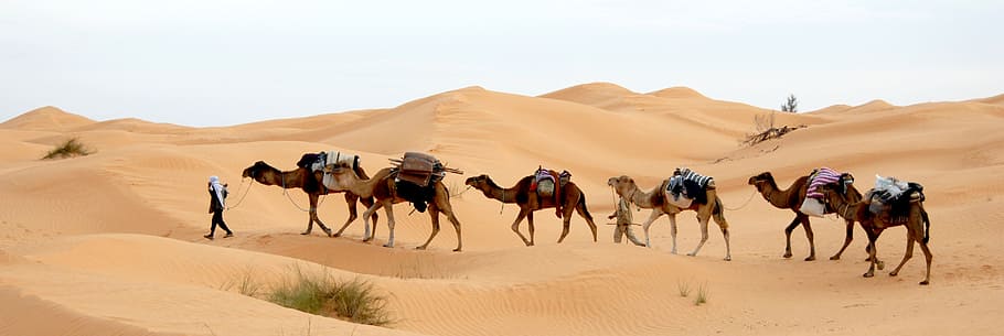 man, walking, desert, camels, tunisia, caravan, sand, sahara, bedouin, camel
