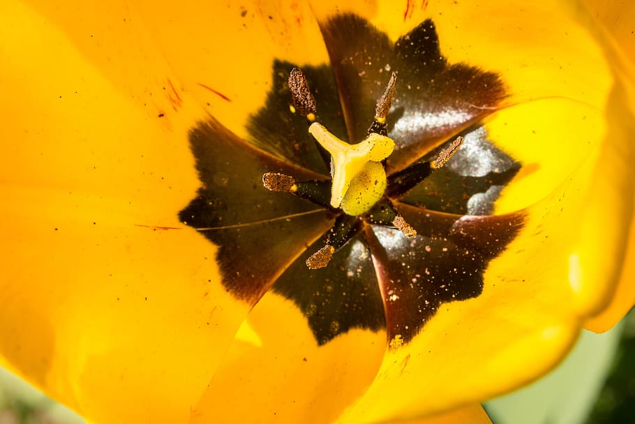 Tulip, Blossom, Bloom, Calyx, Stamp, yellow, flower, spring, close-up, fragility