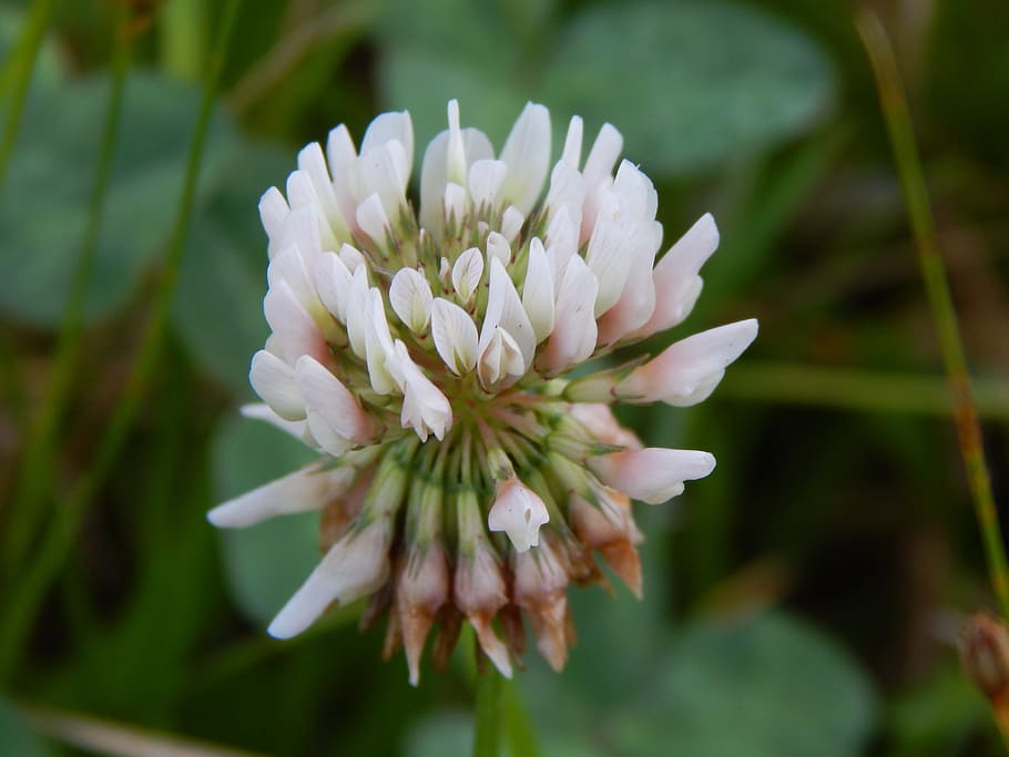 flower, clover, white, wild, flowering plant, plant, vulnerability, fragility, beauty in nature, growth