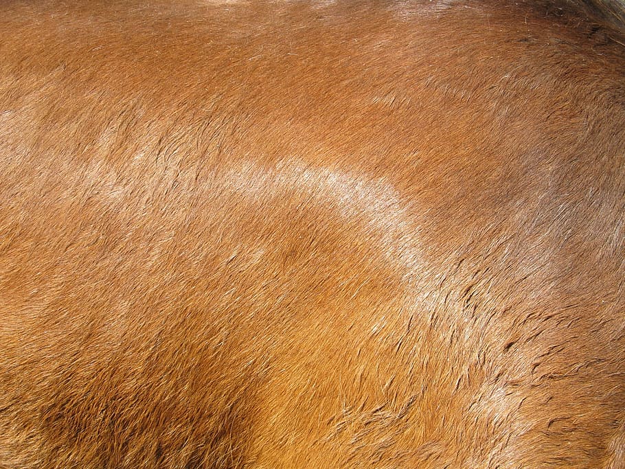 brown textile, horse hide, flesh, coat, hair, equine, brown, tan, texture, shiny