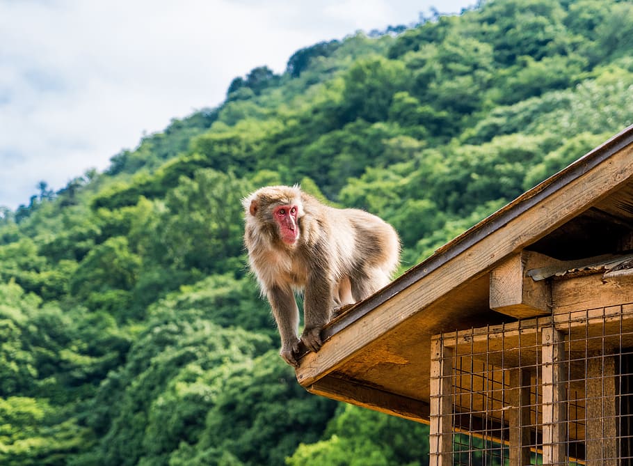 brown, primate, top, arashiyama, japan, monkey park, monkey, monkey on roof, kyoto, japanese