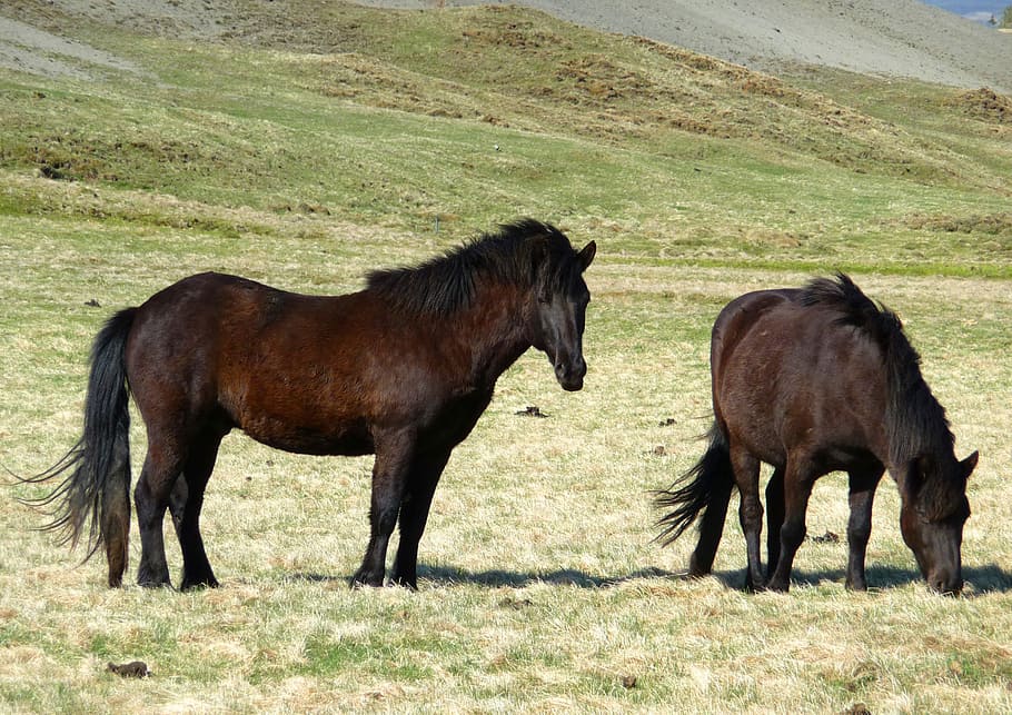 Iceland, Pony, Horses, iceland pony, iceland horses, icelanders, iceland horse, horse, grass, animal