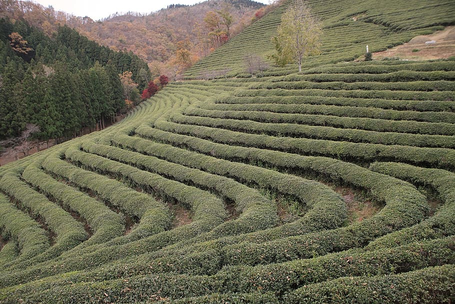 rice terraces, korea, tea, plantation, boseong, agriculture, land, crop, field, rural scene