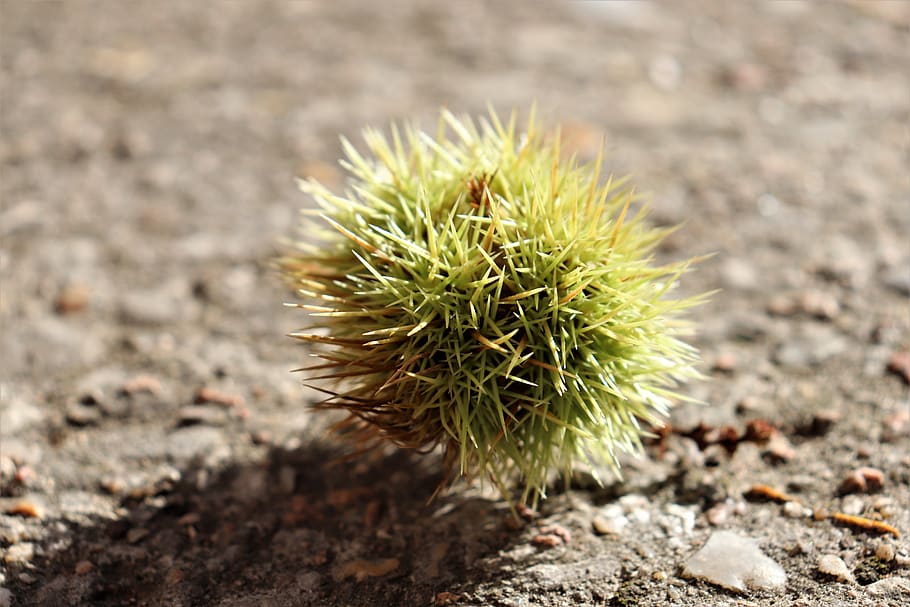 chestnut, bug, quills, tree, fruit, food, plant, thorny, fall, spiked
