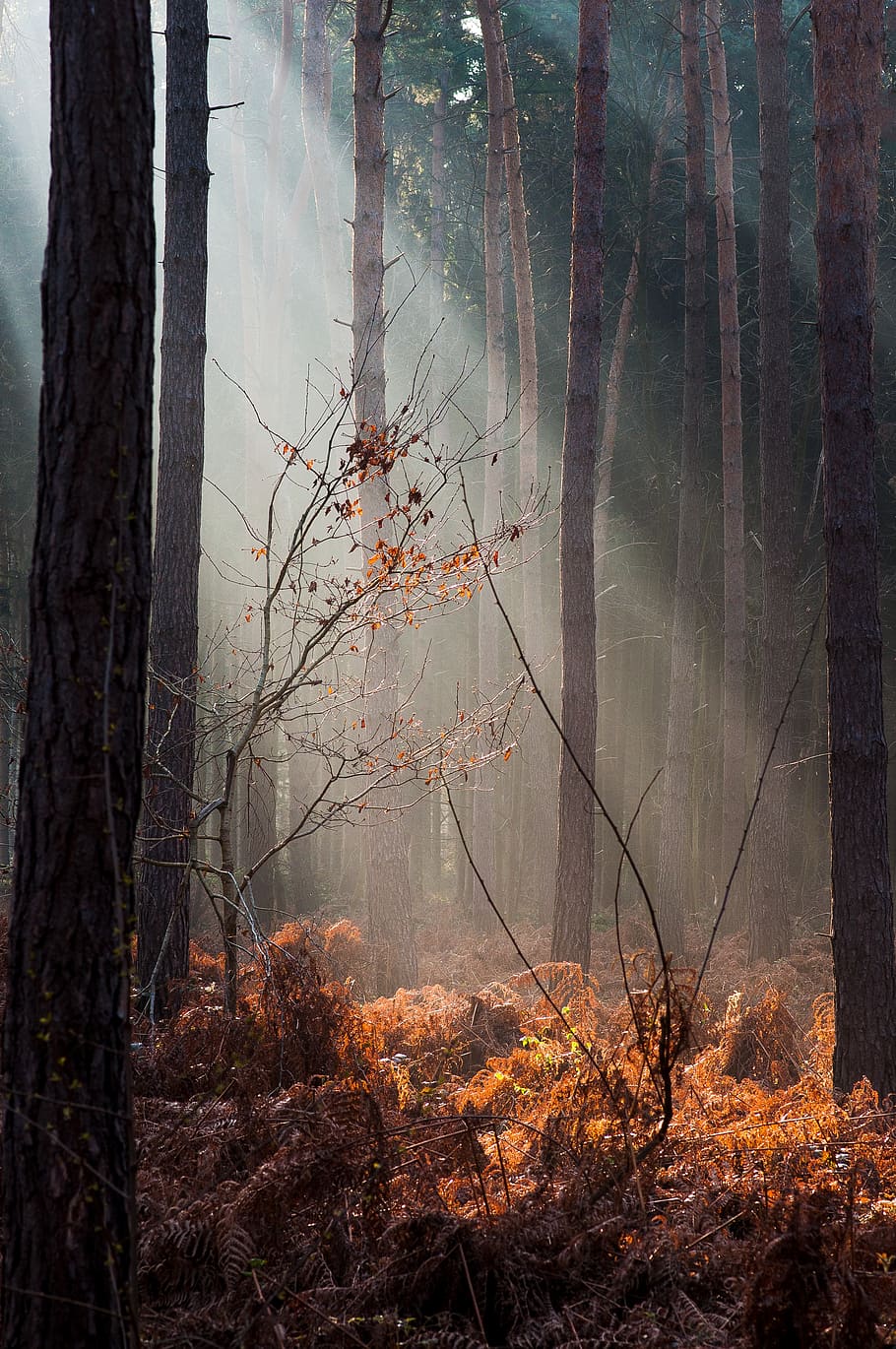 forest, light, autumn, close, morgenstimmung, nature, sun, shadow, trees, mood