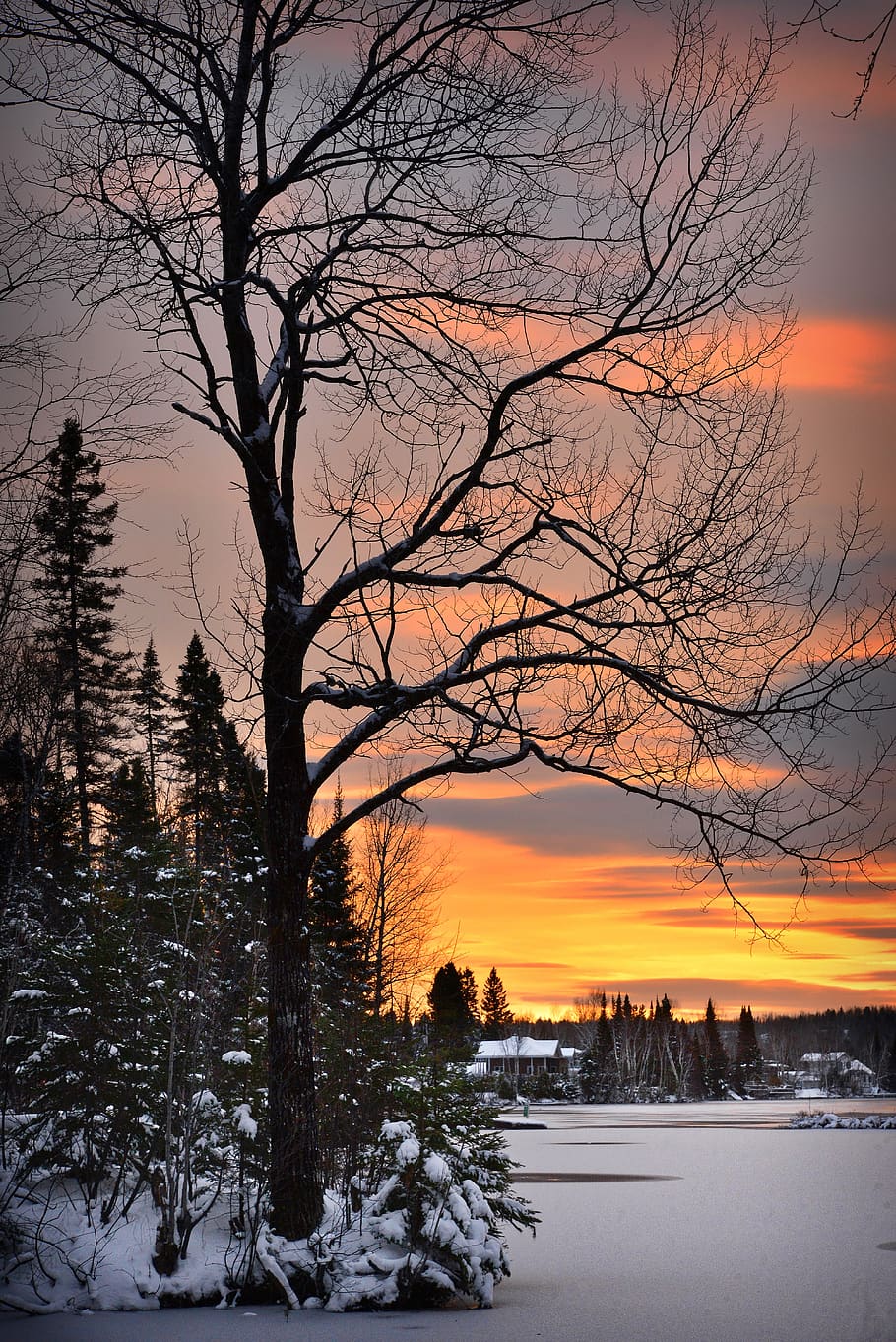 landscape, nature, winter, trees, fir, snow, ice, sunset, sky, colors