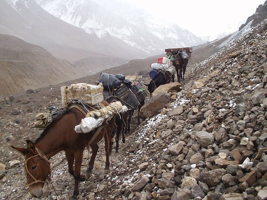 muli, donkey, wear animal, transport, expedition, andes, argentina, mountain, working animal, domestic animals