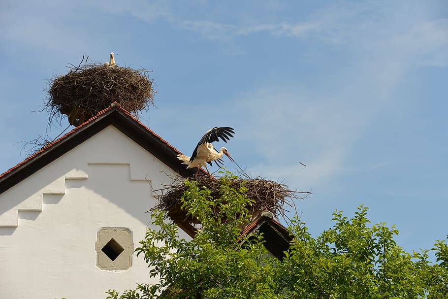white storks, storks, birds, animal, rattle stork, nature, fly, sky, stork village, blue