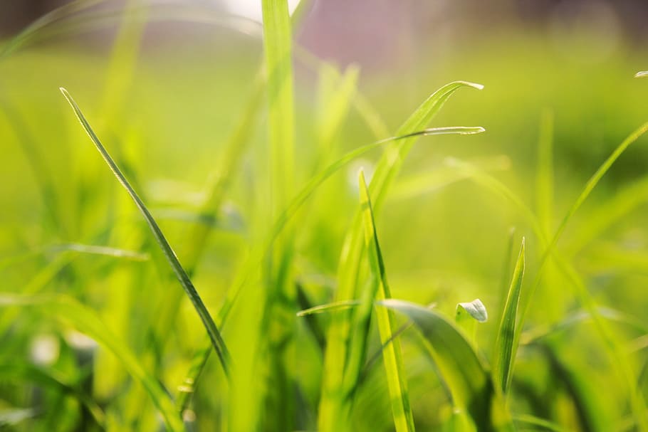 grass, background, solid, green color, plant, nature, close-up, beauty in nature, growth, field
