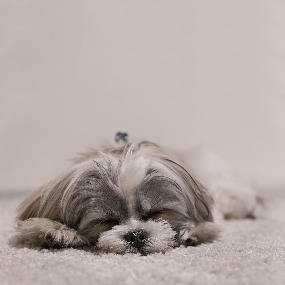 dog, lying, rug, sleeping, shih tzu, pet, canine, animal, cute, puppy