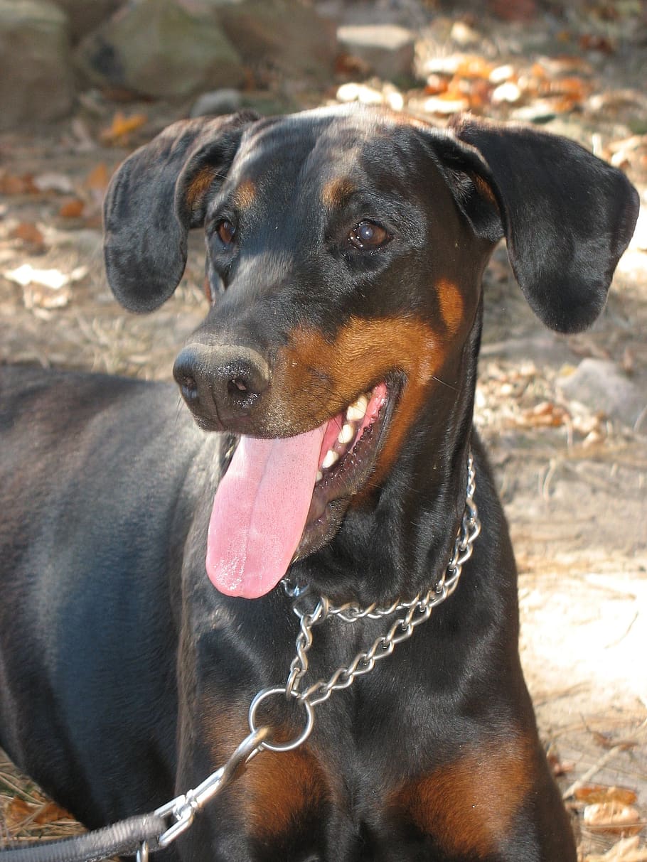dog, doberman, dog leash to, dog is, one animal, mammal, domestic, domestic animals, pets, canine