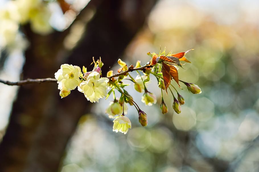 flowers, natural, cherry, branch, plant, wood, spring, flowering, landscape, cherry blossoms