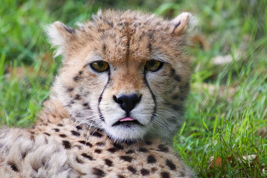 cheetah cub, berbaring, hijau, rumput, siang hari, macan tutul, muda, cheetah, hewan, bintik-bintik
