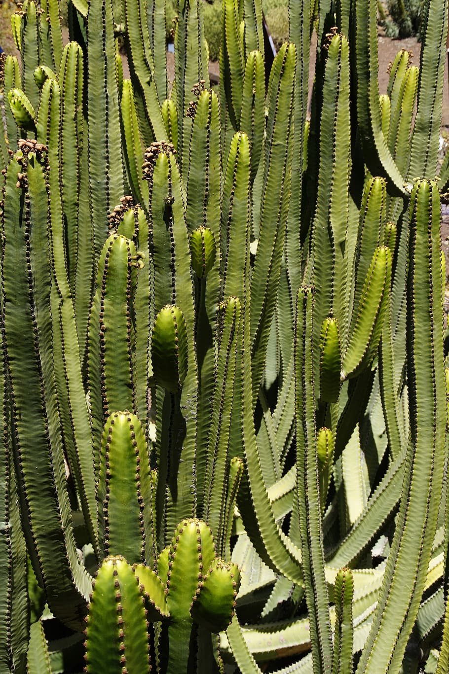 Spurge Family, Plant, spurge, euphorbia canariensis, canarian spurge, similar to cacti, tenerife, toxic, euphorbia, cardon canario