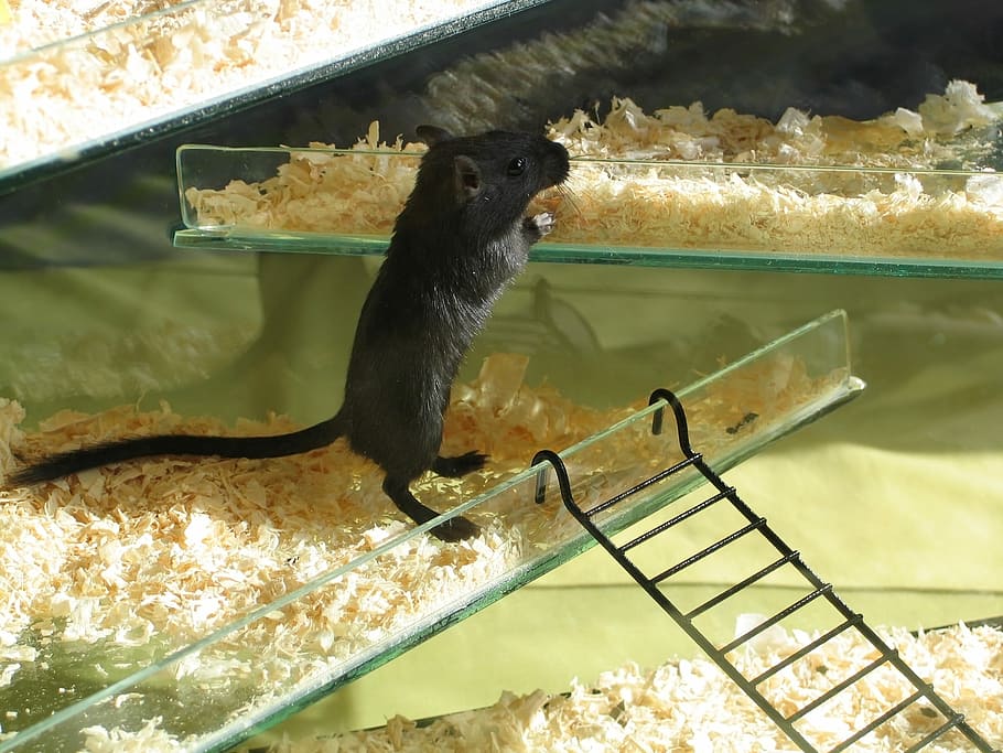 negro, jaula de cristal, jerbo, mascota, ratón, roedor, rata, pequeño, lindo, bonito