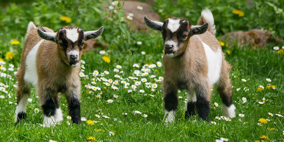 two, kid goats, grass field, animal, pet, goat, young goat, farm, kid, playful
