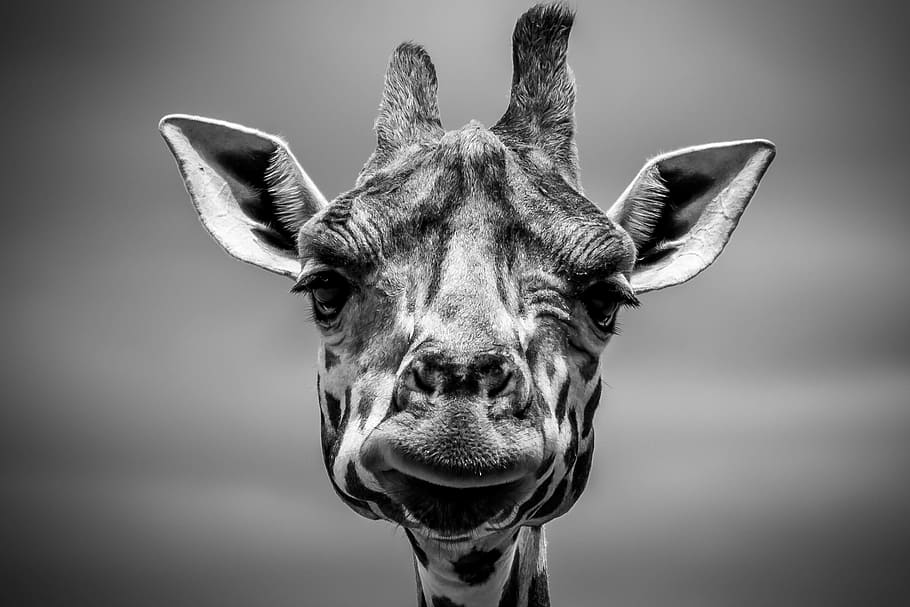 grayscale of giraffe, giraffe, animal, woods, forest, zoo, monochrome, one animal, portrait, looking at camera