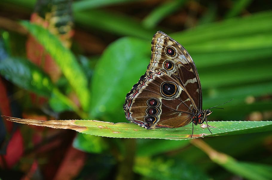 morpho butterfly, perched, green, leaf, closeup, photography, morpho, peleides, butterfly, butterflies
