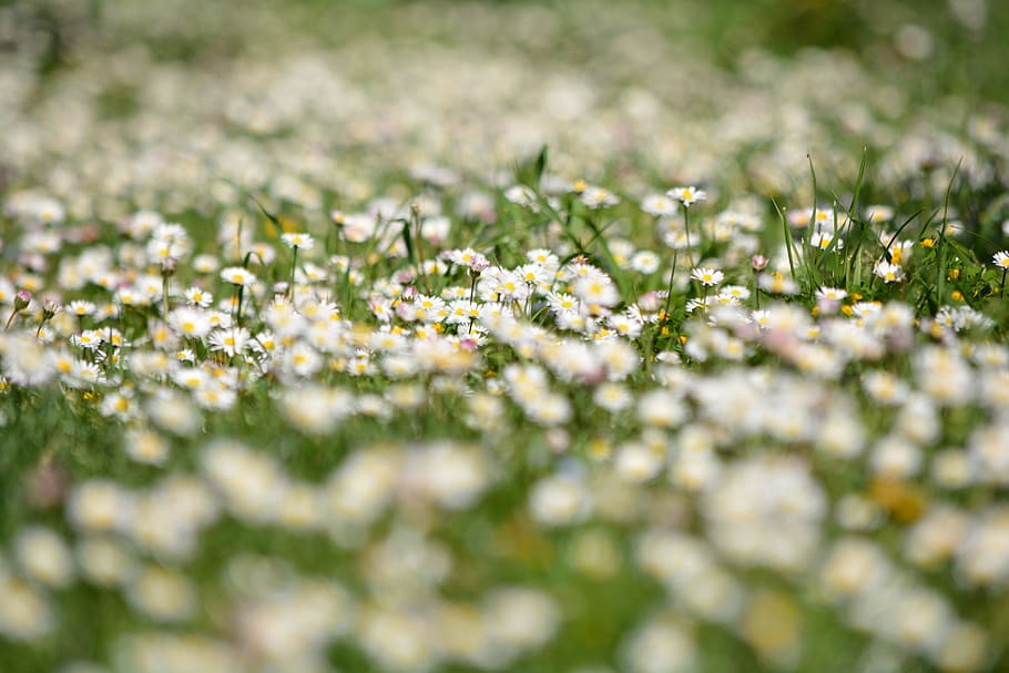 flowers, prato, daisies, margaret, spring, green, nature, grass, field, white daisies