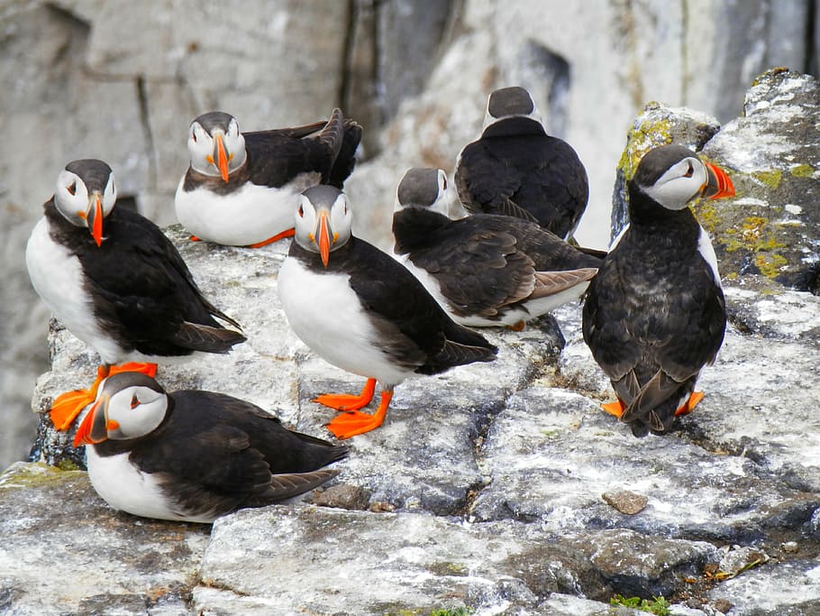 flock, puffin birds, resting, rock, puffins, seabird, nature, wild, animal, cliff
