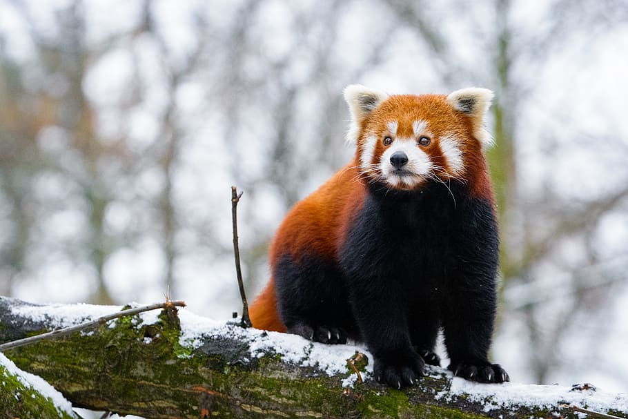 Red Panda, red panda on branch, animal themes, animal, one animal, animal wildlife, animals in the wild, mammal, tree, focus on foreground