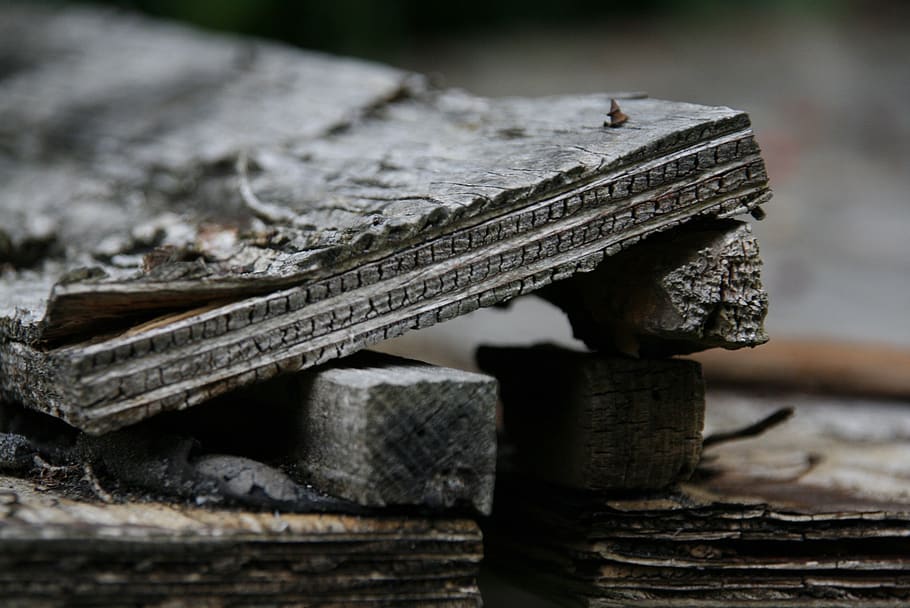 rots, rotten wood, wood, morsch, rot, fragmented, board, wood - material, focus on foreground, selective focus