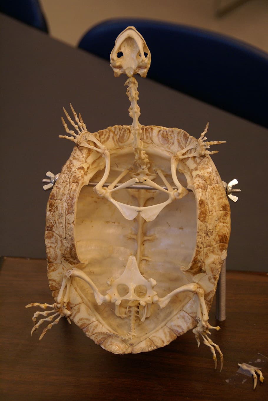 tortuga, esqueleto, fósil, animal, reptil, primer plano, macro, concha, huesos, arqueología