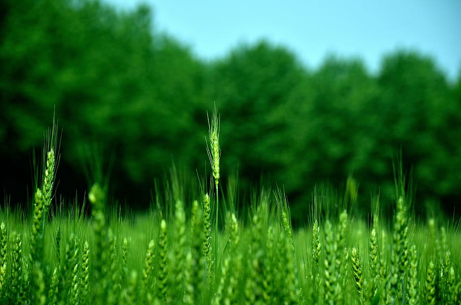 lahan pertanian, pertanian, setiap hari, pemandangan, di daerah pedesaan, alam, musim panas, Warna hijau, tanaman, rumput