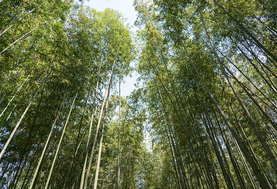 japan, arashiyama, bamboo forest, trees, kyoto, nature, sunlight, sky, travel, attraction