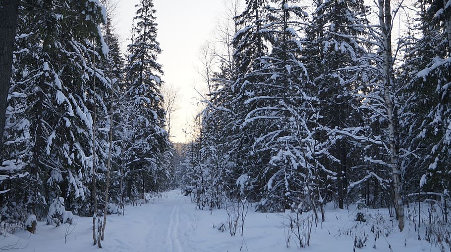 bosque, silencio, escarcha, árboles, cielo, azul, tranquilidad, naturaleza, paisaje, nieve