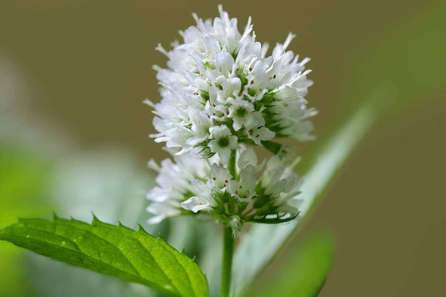 mint, minzblüte, white, inflorescence, peppermint, fragrant herb, medicinal herbs, culinary herbs, teeminze, herbal plant