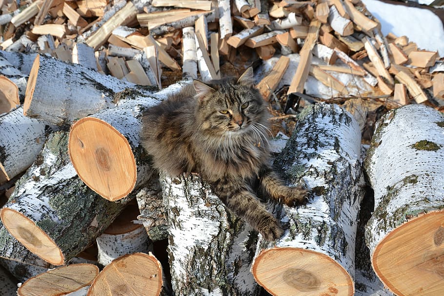 Birch, Logs, Firewood, Cat, Satisfied, clutches, siberian cat, russia, one animal, animal themes