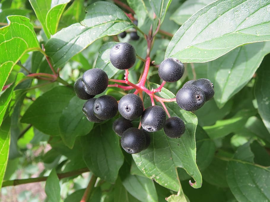 cornus sanguinea, common dogwood, fruit, berries, flora, shrub, plant, botany, healthy eating, plant part