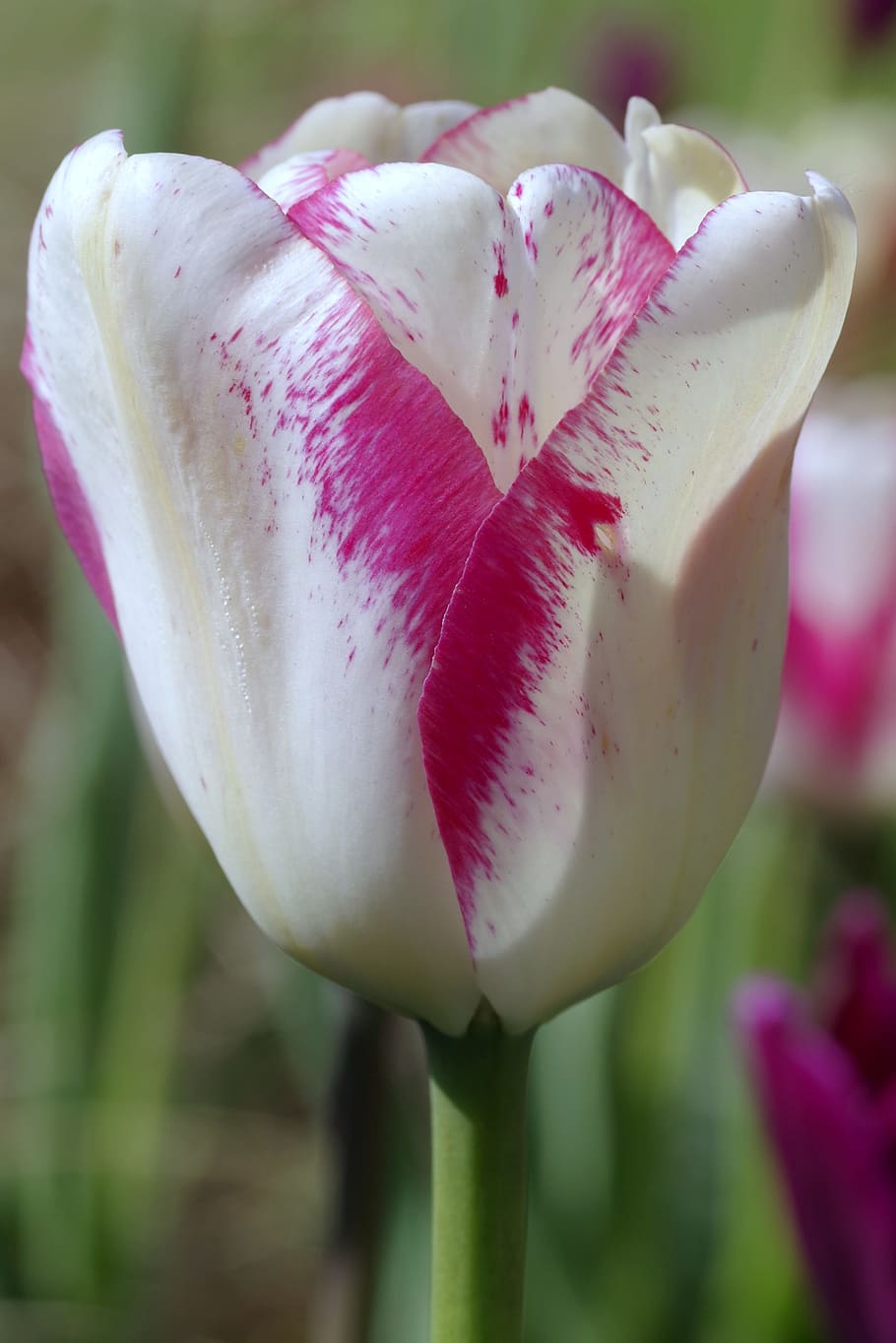 Tulip, White, Pink, Violet, white and red, red, two-tone, flower, single, garden