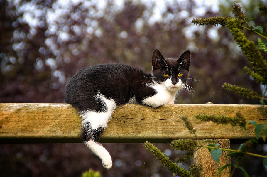 tuxedo cat, wooden, railing, day, cat, animal, pet, cute cat, young cat, nature