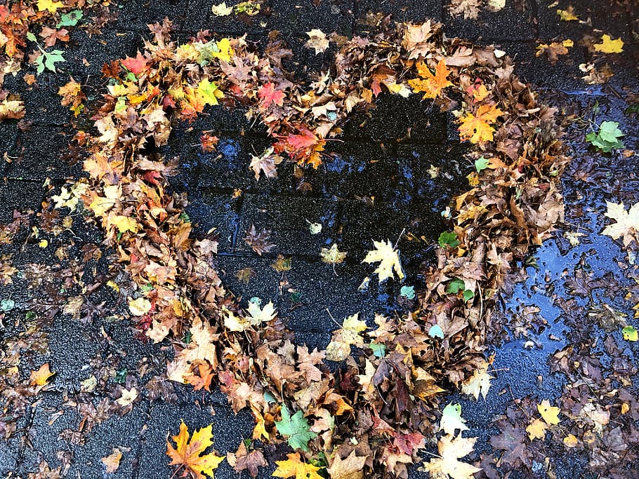 heart, leaves, love, fall color, nature, rain, wet, cold, beautiful, colorful