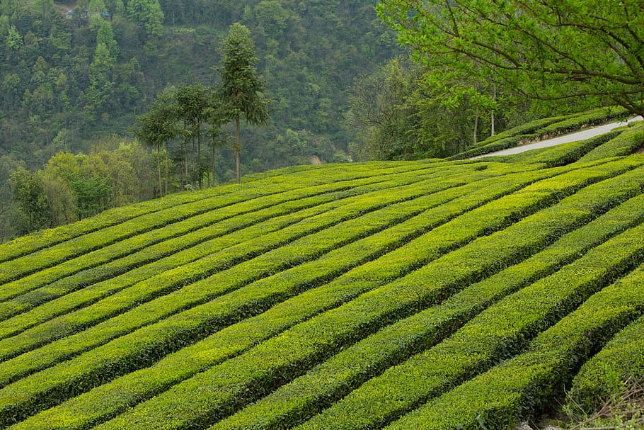 green grass, tea garden, wufeng, green gang ridge, agriculture, field, rural scene, landscape, farm, growth