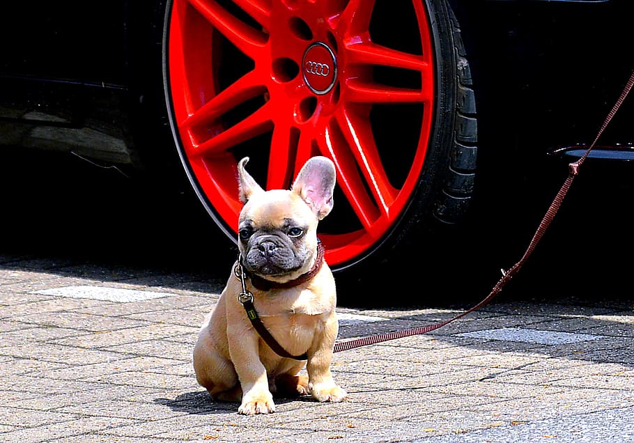 beige, french, bulldog, puppy, sitting, gray, road, French Bulldog, Ears, Cute