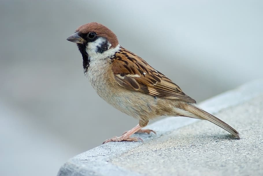 selective, focus photography, house sparrow, tree sparrow, bird, perched, ledge, common, wildlife, nature