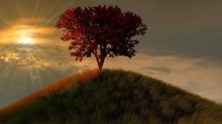 red, leaf tree, top, mountain, daytime, tree, nature, sunset, landscape, grass
